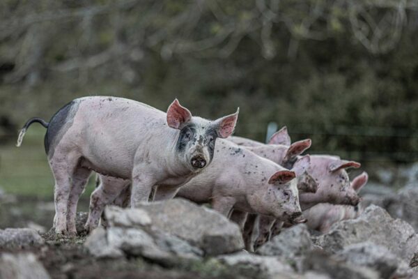 carl-tronders-61E3qPoRobc-unsplash